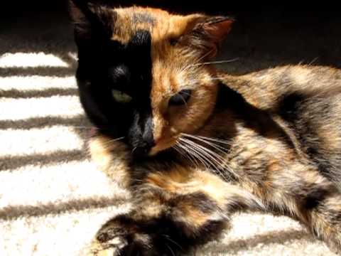 Venus the Chimera split face, two face, odd eye, 2 diff color eyes... cat gone viral