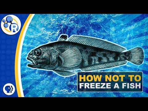 Why Don’t Antarctic Fish Freeze to Death?