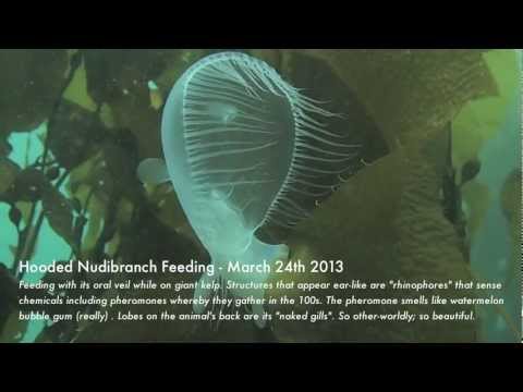 Hooded Nudibranch Feeding