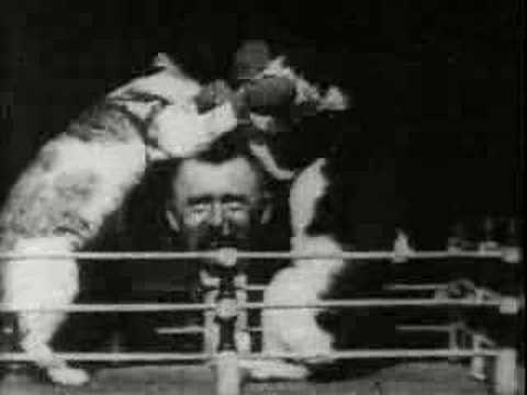 Thomas Edison - 1894 Boxing cats