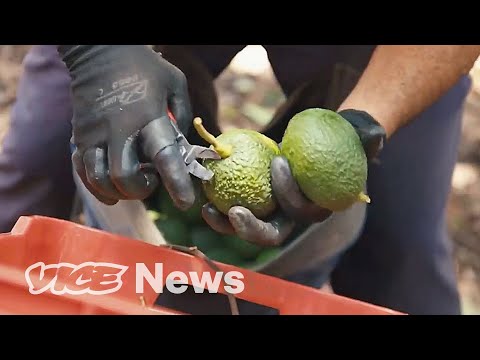 Defending Avocado Farms From Drug Cartels