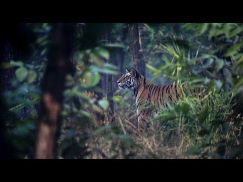 Tiger uses a storm to hunt Stag - The Hunt: Episode 3 preview - BBC