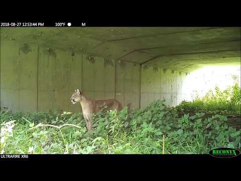 Meanwhile in Florida...panthers, gators and bears using wildlife crossings