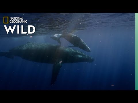Humpback Whales Arrive in Hawaii For Mating Season | Nat Geo Wild