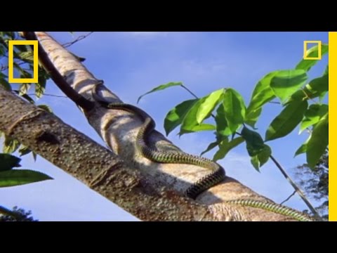 Top 10 Animals You Didn t Know Could Fly - 87