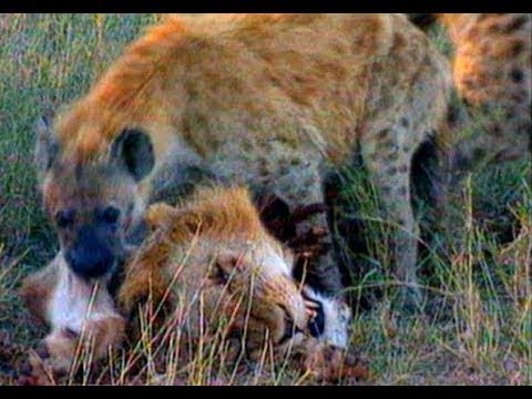 Top 10 Animals that Can Kill a Lion - Listverse
