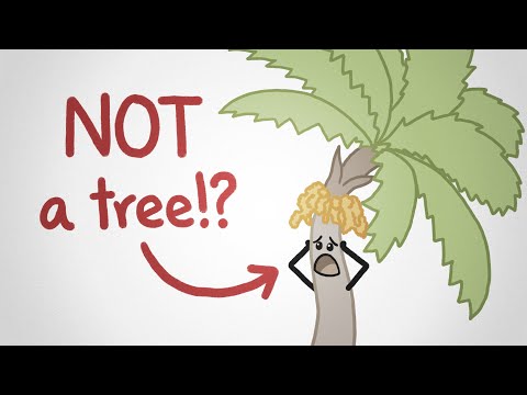 We don&#039;t know what a tree is (and this video won&#039;t tell you)