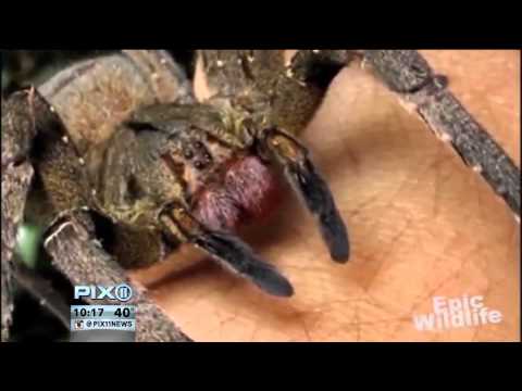 Killer Spiders Give Painful Erections
