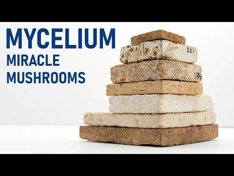 Can Mycelium Fungus replace Concrete &amp; Plastic?