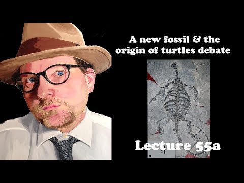 Lecture 55a A new fossil in the origin of turtle debate