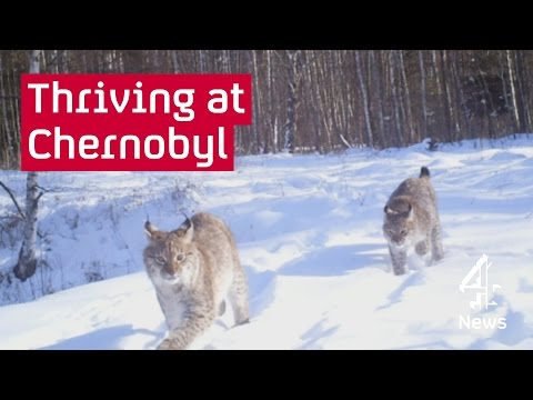 Chernobyl: inside the exclusion zone
