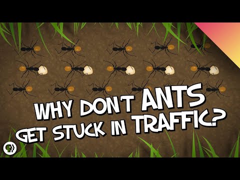 Why Don&#039;t Ants Get Stuck In Traffic?