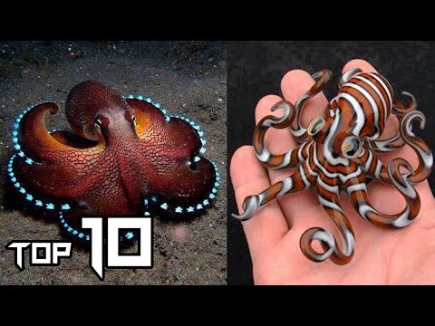 Top 10 Most BEAUTIFUL Octopuses That Adorn Our Planet | Things Around