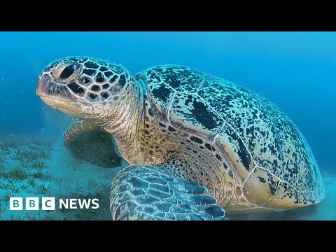 Sea turtles can talk, new study finds - BBC News