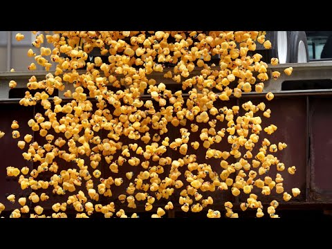 Thousands of rubber duckies race down the Chicago River for the Ducky Derby