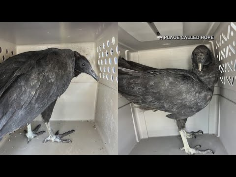 Drunk vultures rescued in Connecticut after ingesting fermented foods