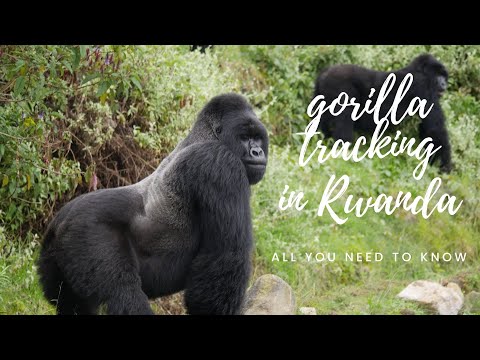 Gorilla Trekking in Rwanda - All You Need To Know
