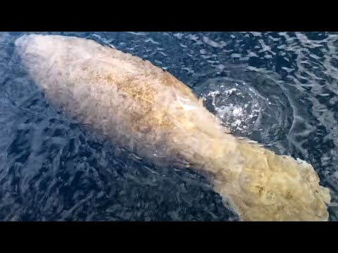 EPIC MANATEE FART (ORIGINAL)