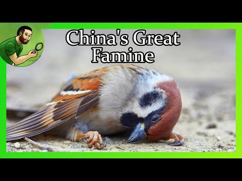 How Killing Sparrows Led to the Deaths of Over 45 Million People - China&#039;s Great Famine