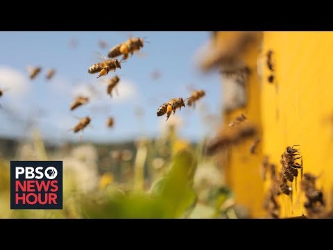 As bee populations decline, can technology help fill the gap?