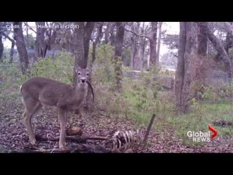 White-tailed deer caught on camera gnawing on human bones for first time