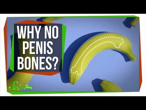 Why Don’t Humans Have Penis Bones?