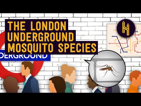 Why There&#039;s a Unique Mosquito Species in the London Underground