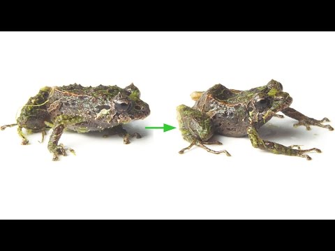 Pristimantis mutabilis - shape-shifting frog from Ecuador