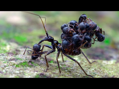 A Corpse Carrying Insect - Animal of the Week