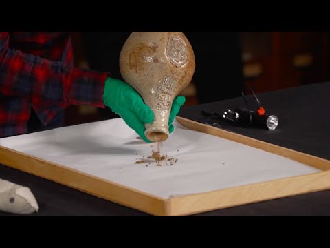 Unstoppering a 17th-century &#039;witch bottle&#039; at the Pitt Rivers Museum