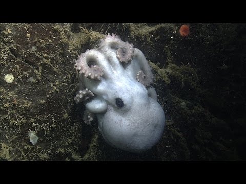 Octomom: Deep-sea octopus guards her eggs for over four years