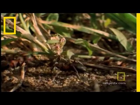 Parasitic Mind Control | National Geographic