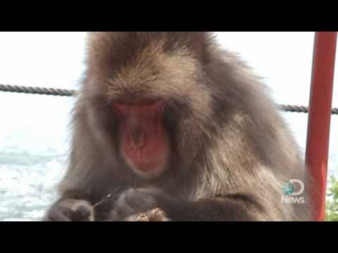 Monkeys Clean Teeth Just Like Humans