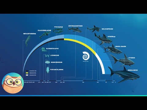 The Evolution of Sharks