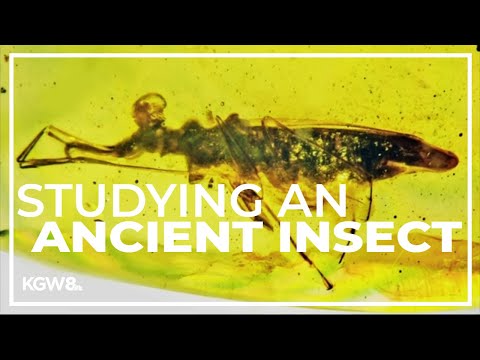 OSU professor names 100-million-year-old insect found in amber
