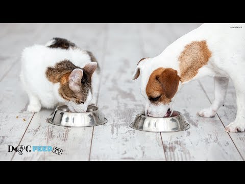Dogs Prefer Fat, Cats Go For Carbs, Study Finds
