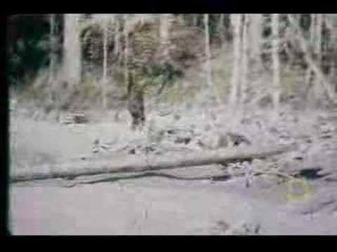 Top 20 Bigfoot Sightings - 20