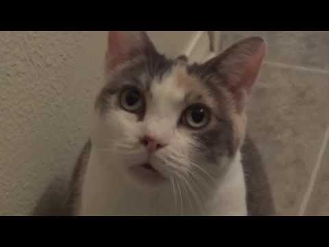 Calico cat won&#039;t stop meowing in the bathroom!