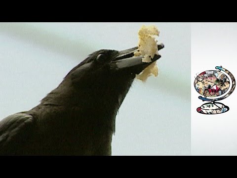 Crows Have Become Public Enemy Number One In Japan (2001)