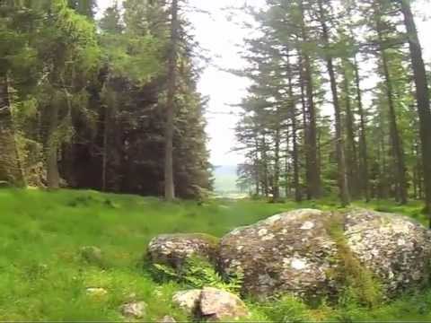 Nine Stanes at Mulloch Wood NE Scotland