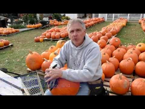 3,000 Pumpkins Later, Famous W.Va. Pumpkin House is Ready