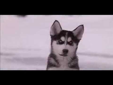 Snow Buddies Trailer