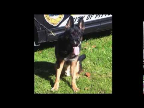 Pittsburgh officers honor police dog Rocco after he died having been stabbed Wednesday