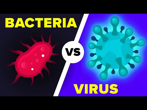 Virus vs Bacteria, What&#039;s Actually the Difference?