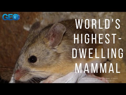 World&#039;s Highest-Dwelling Animal