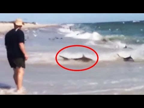 10 Bizarre Quirks Of Ocean Life Caught On Film - 2