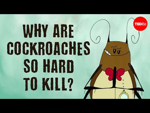 Why are cockroaches so hard to kill? - Ameya Gondhalekar
