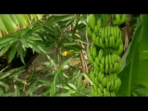 The end of bananas as we know them?