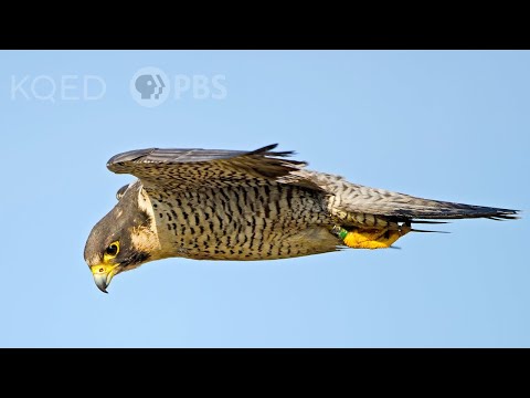 Here&#039;s Why Peregrine Falcons Are the Top Guns of the Sky | Deep Look