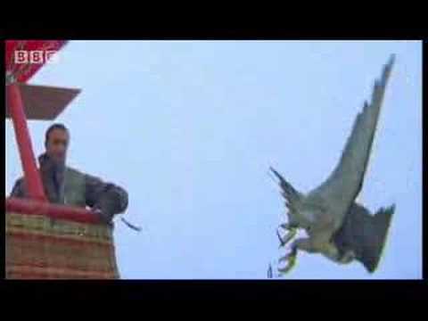 Birds - peregrine falcon dives at 180 mph - Ultimate Killers - BBC wildlife
